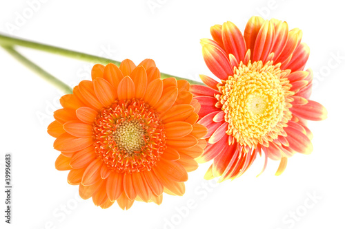 Orange and yellow gerbera daisy family