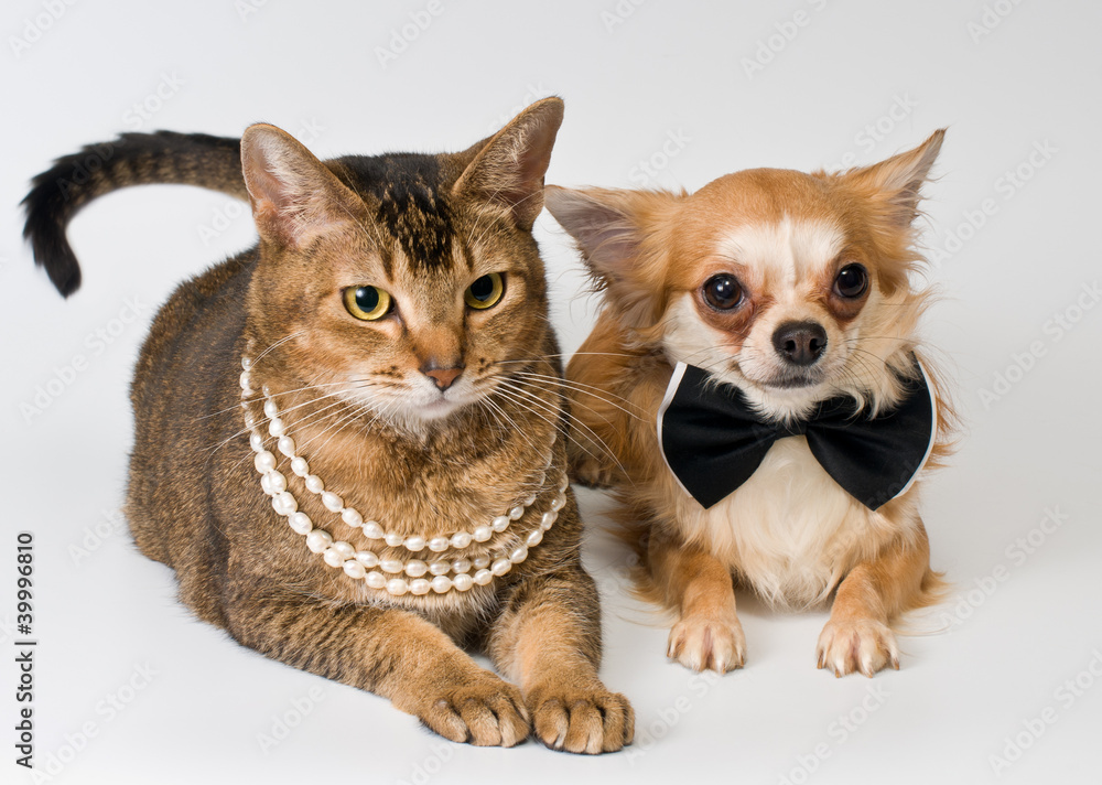 Cat and chihuahua in studio on a neutral background