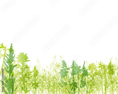 Wallpaper Mural green grass background Torontodigital.ca