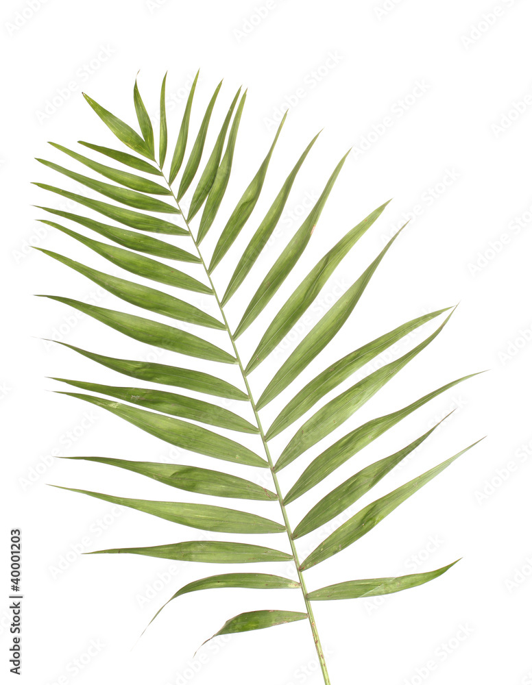 Beautiful palm leaf isolated on white Beautiful palm leaf isolated on white