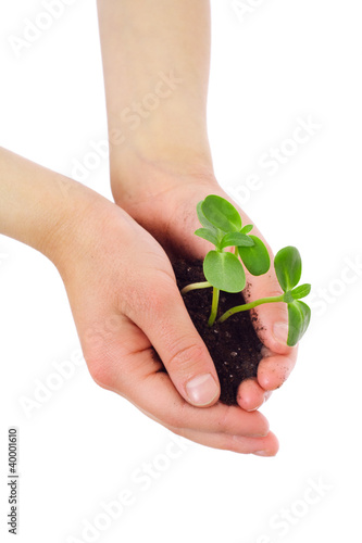 Sprouts in child's hands