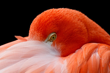 Poster Flamingo Flamingo poetst zijn verenkleed  © Mariusz Blach