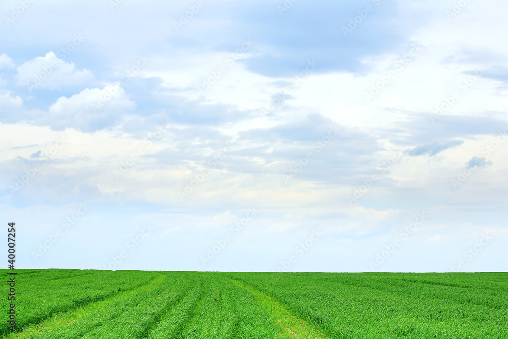 Background landskape of grass and blue cloudy sky