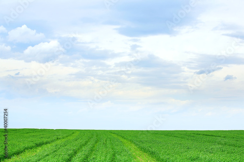Background landskape of grass and blue cloudy sky photo