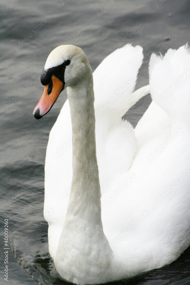 Obraz premium Graceful swan