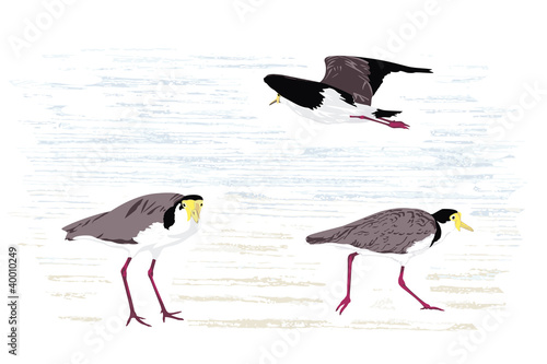 Masked lapwing (Masked plover), illustration