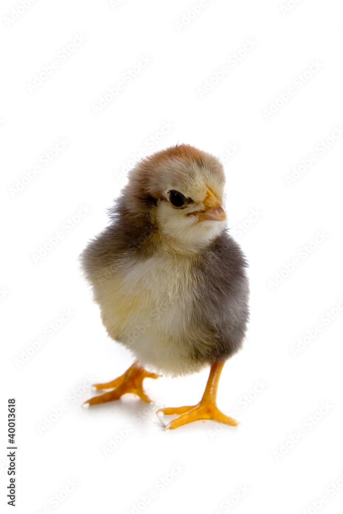 Chicken Chicken