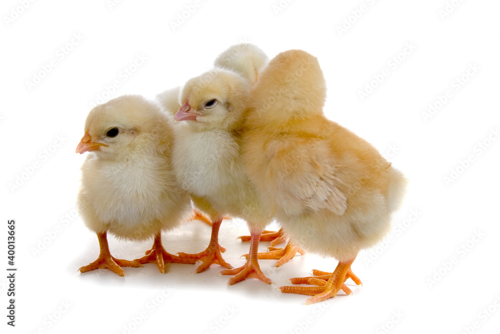 Obraz premium Chickens
