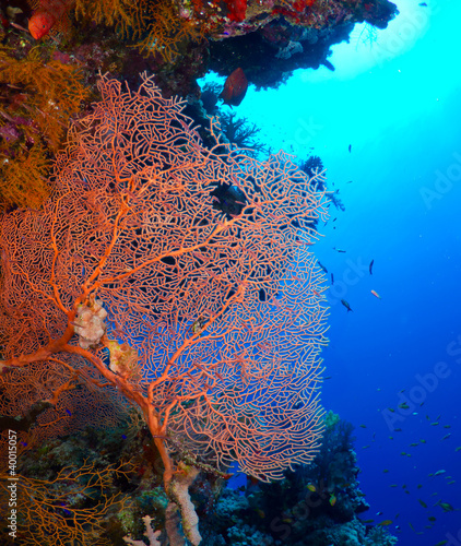 Gorgonian fan coral on coral reef on blue water background.