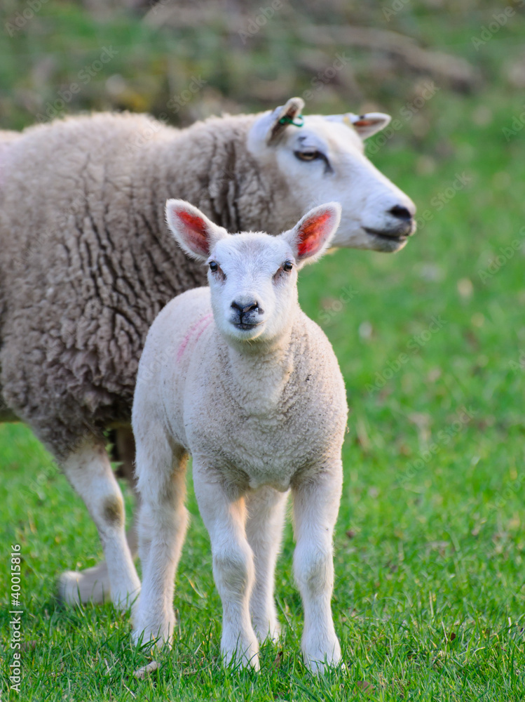 Newborn spring lamb with its mother