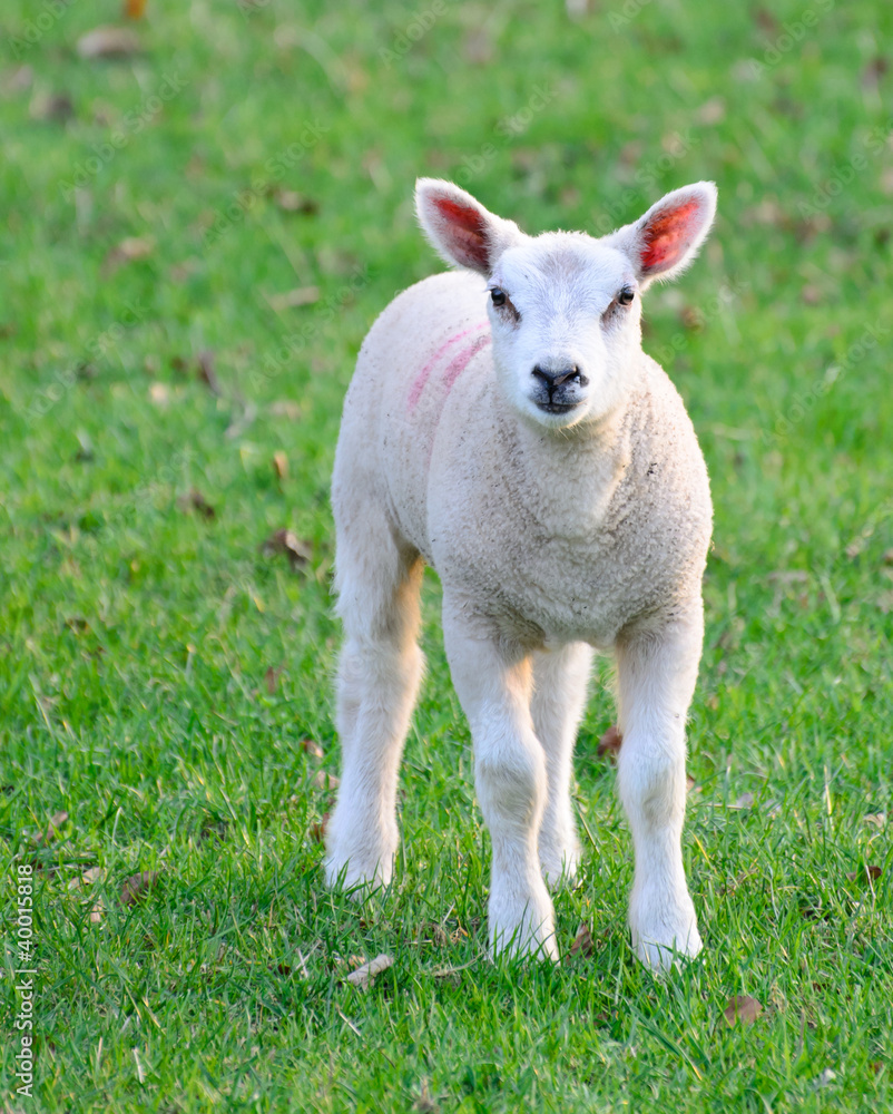 Cute newborn spring lamb