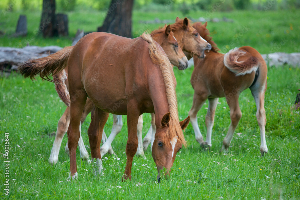 Foals in a meadow