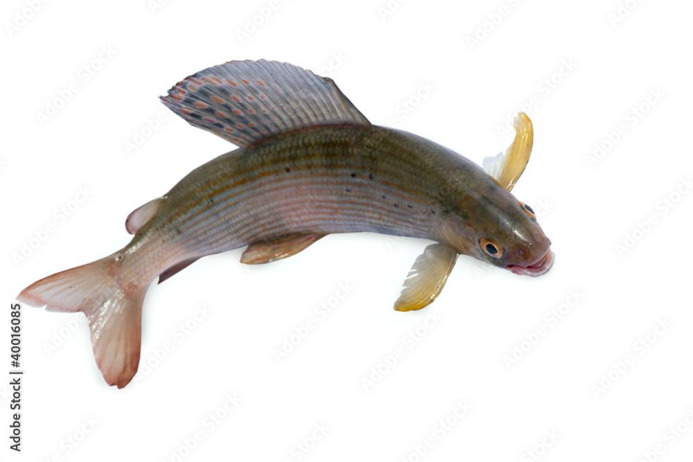 Naklejka premium Arctic grayling or trout