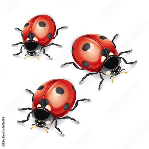 Ladybugs vector illustration.