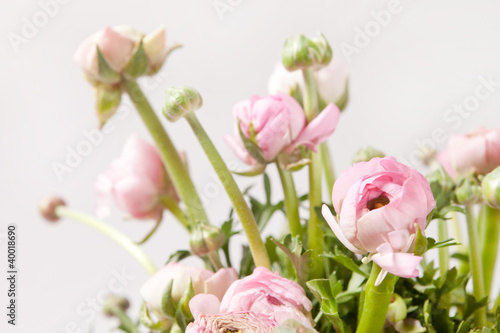 Fototapeta Naklejka Na Ścianę i Meble -  pink Ranunculus