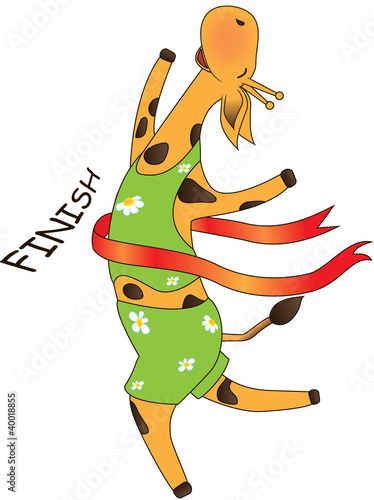 Giraffe at the finish