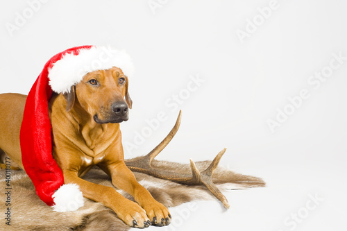 dog with christmas cap on fur, copyspace photo