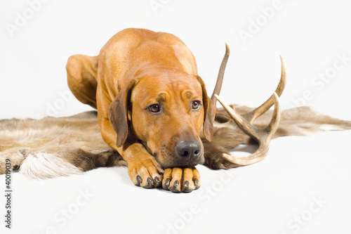 cute dog laying down on reindeer fur with antler beside
