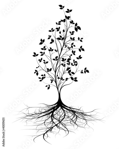 Jeune arbre et racines. Young tree and roots