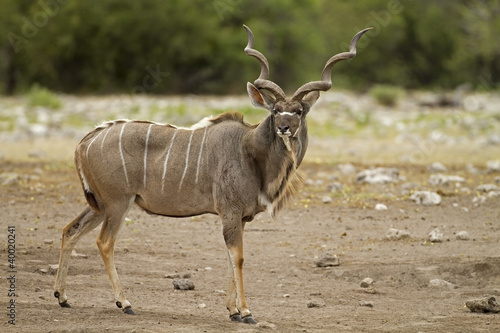 Male Kudu standing in field; tragelaphus strepsiceros