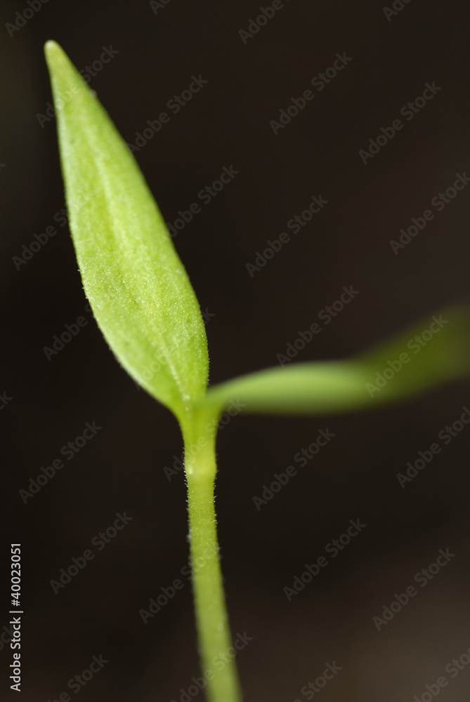 Macro Image of Germinated Pepper Plant. Macro Image of Germinated Pepper Plant.