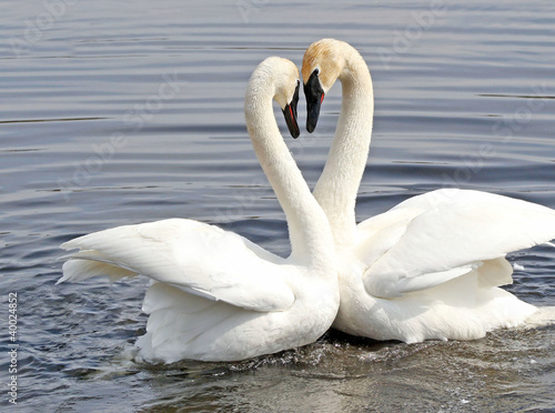 The Courtship Dance Of Two Trumpeter Swans