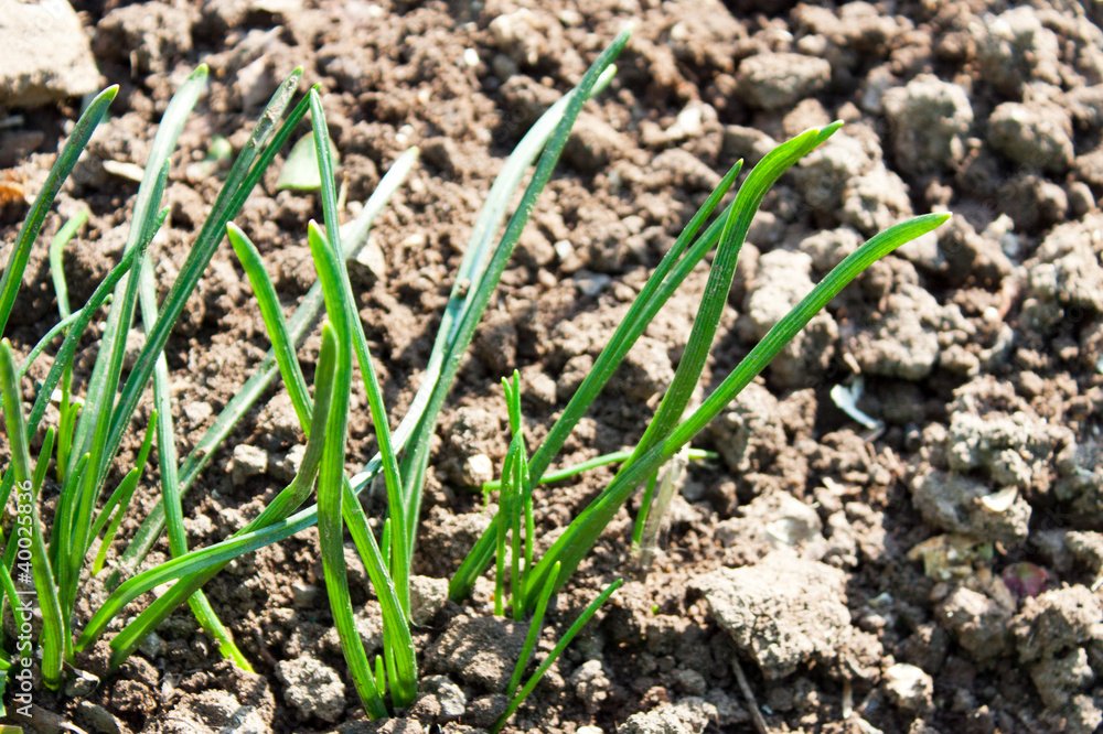 spring sprouted young grass spring sprouted young grass