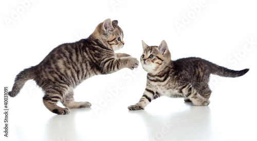 two little kittens playing together