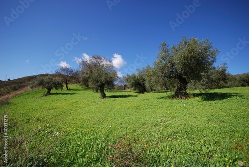 Olive grove, Monda, Andalusia, Spain © Arena Photo UK