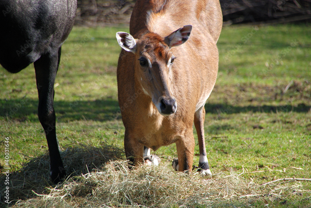 Nilgauantilope Weibchen