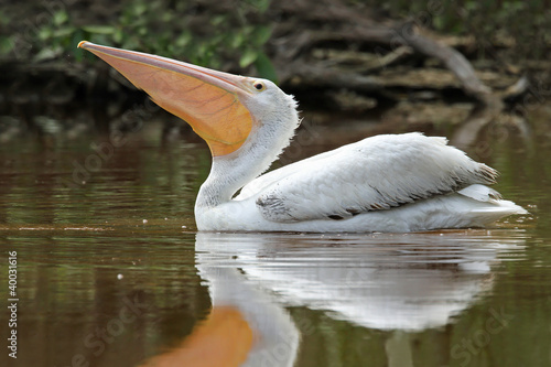 Endangered American White Pelican (Pelecanus erythrorhynchos) - Everglades National Park, Florida