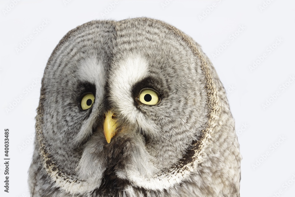 Great Grey Owl or Lapland Owl lat. Strix nebulosa Great Grey Owl or Lapland Owl lat. Strix nebulosa