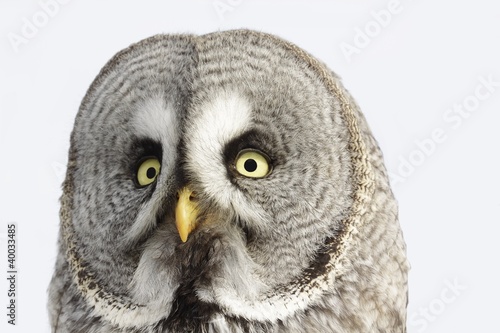 Great Grey Owl or Lapland Owl lat. Strix nebulosa