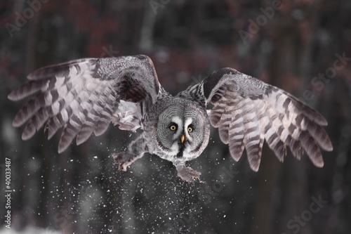 Samolepka Great Grey Owl lat. Strix nebulosa