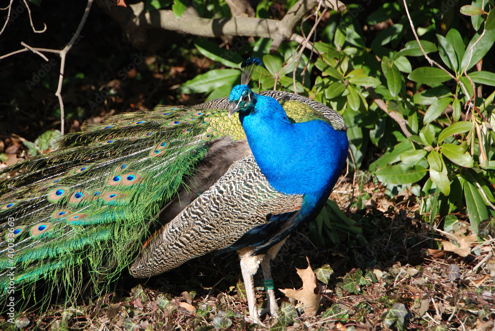 Fototapeta premium Blauer Pfau