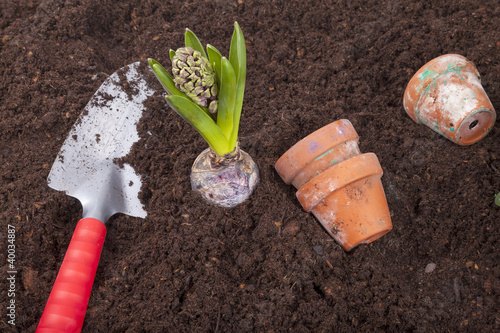 studio-shot of planting a hyacinth flower bulb in flower soil