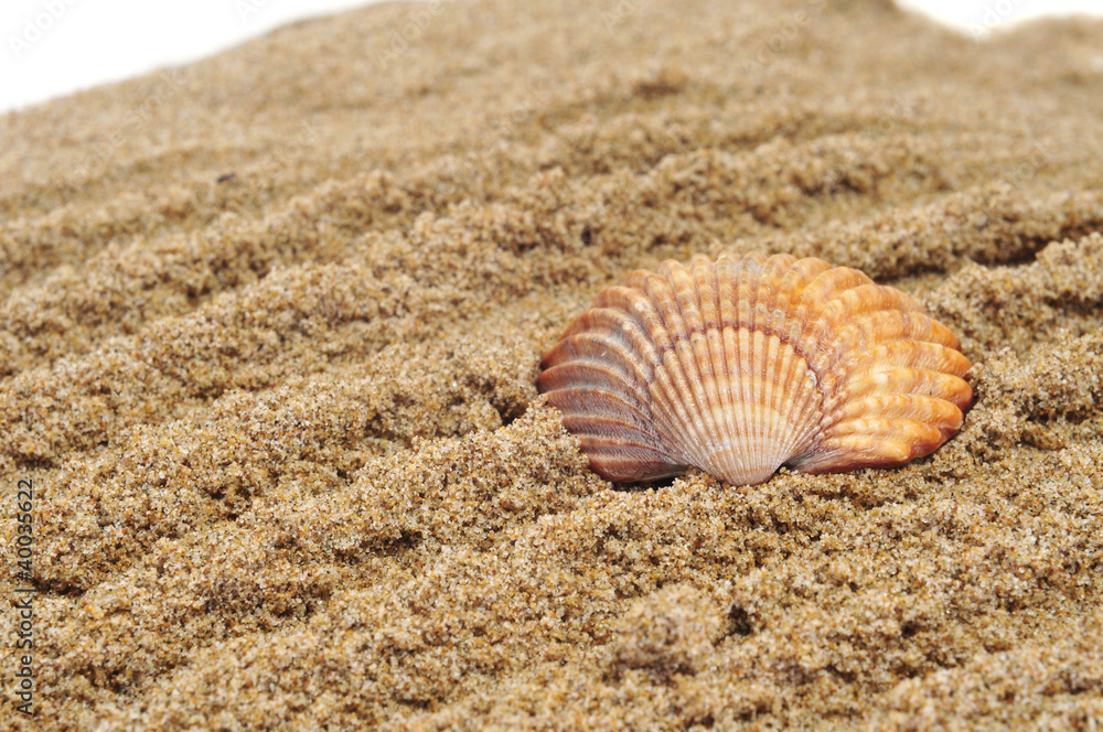 seashell on the sand seashell on the sand