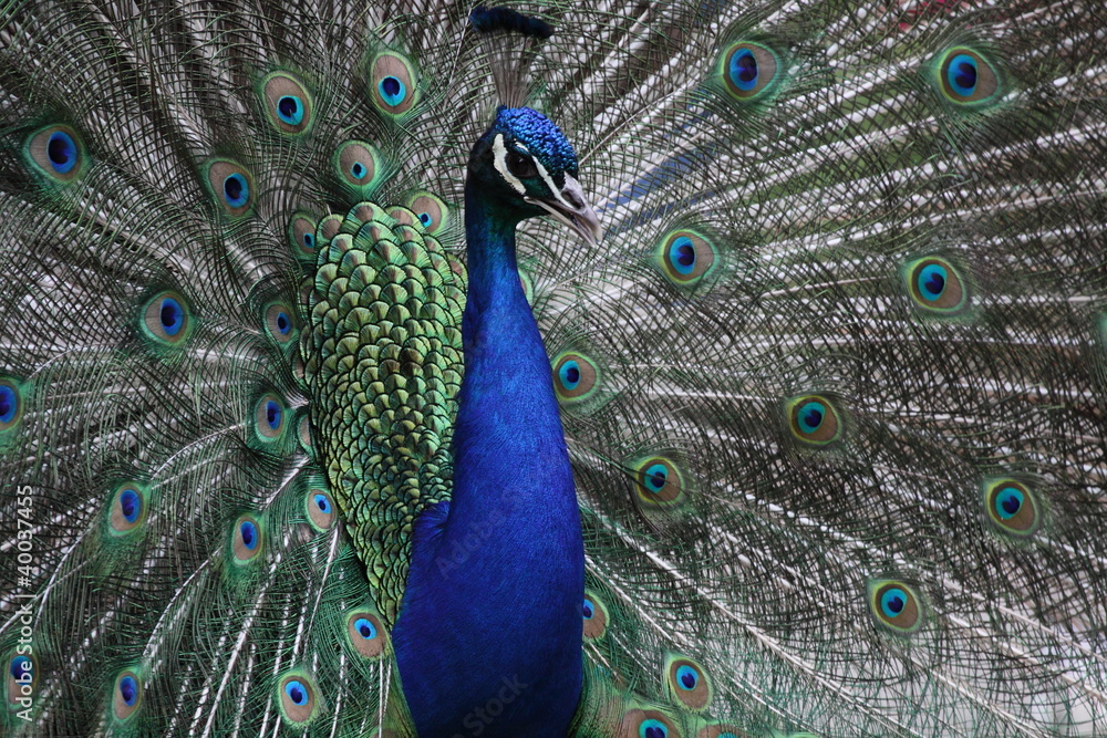 Obraz premium Pfau