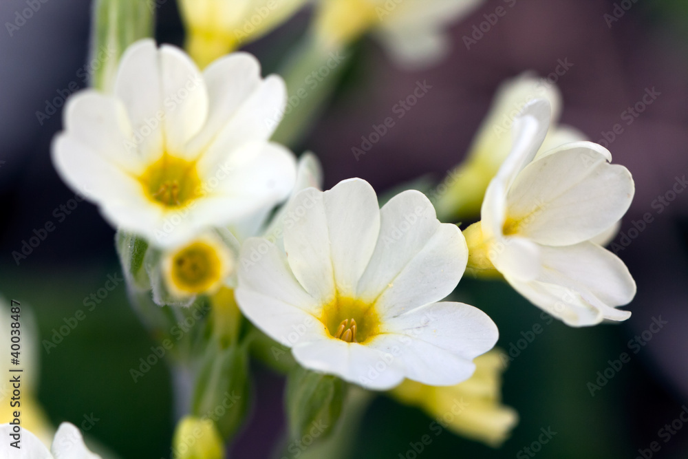 MARGARITE MARGARITE