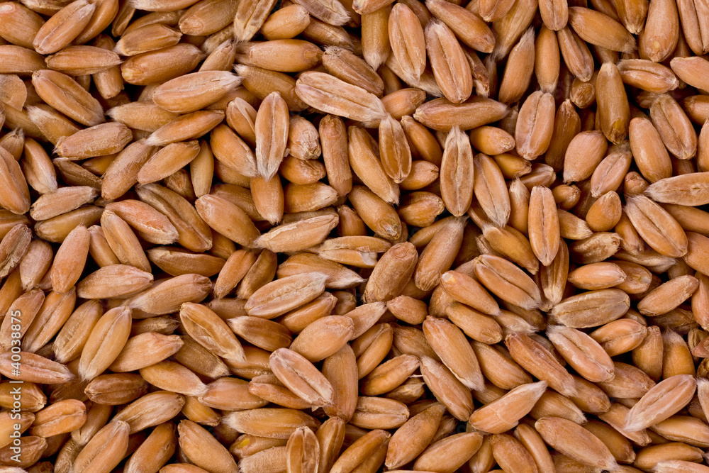 Spelt (Triticum spelta) Spelt (Triticum spelta)