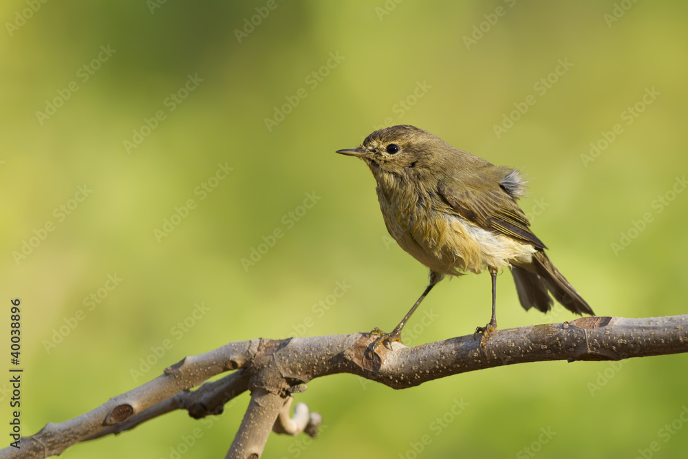 Mosquitero común