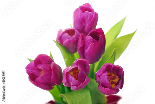 bunch of purple tulips