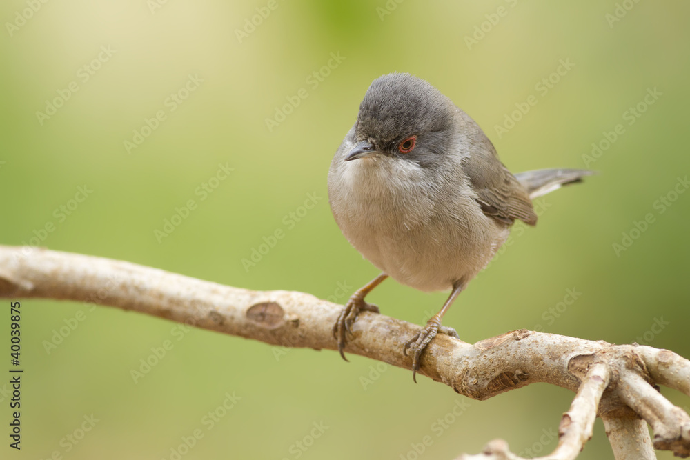 Fototapeta premium Curruca cabecinegra