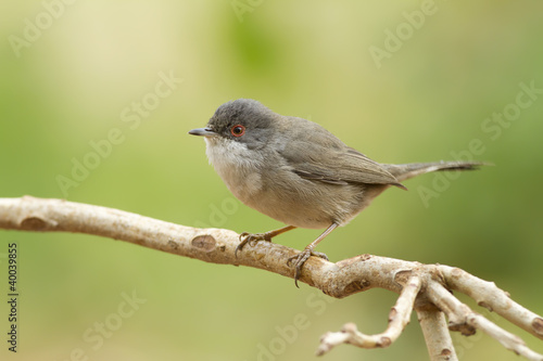 Curruca cabecinegra photo