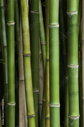 Fototapeta Naklejka Na Ścianę i Meble -  Local Bamboo forest