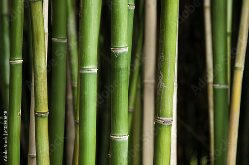 Fototapeta Naklejka Na Ścianę i Meble -  Green bamboo forest