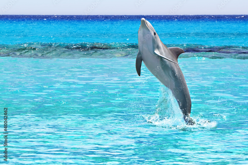 Fototapeta premium Dolphin jumping in the Caribbean Sea of Mexico