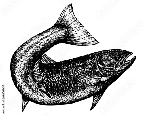 highly detailed sketch of a salmon