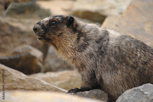 Canadian Marmot