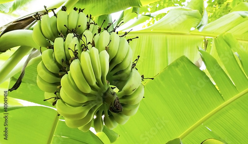 Fotografie Banana bunch on tree in the garden at Thailand